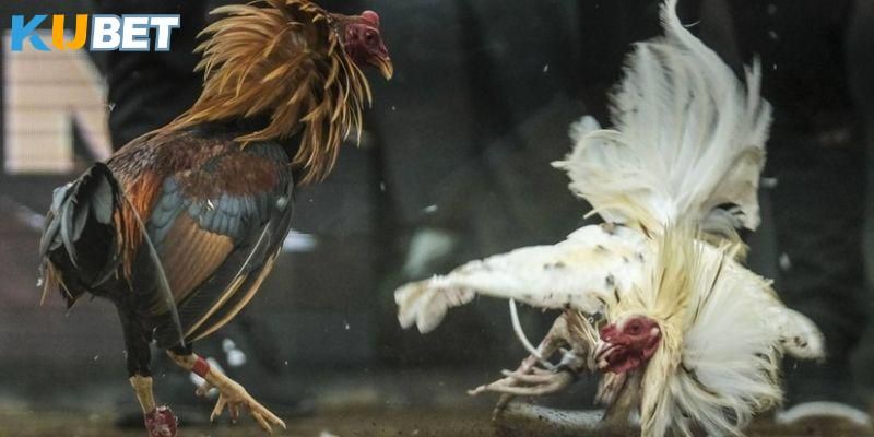 Đá gà Kubet trực tiếp sân chơi gay cấn,hưng phấn cho cược thủ 