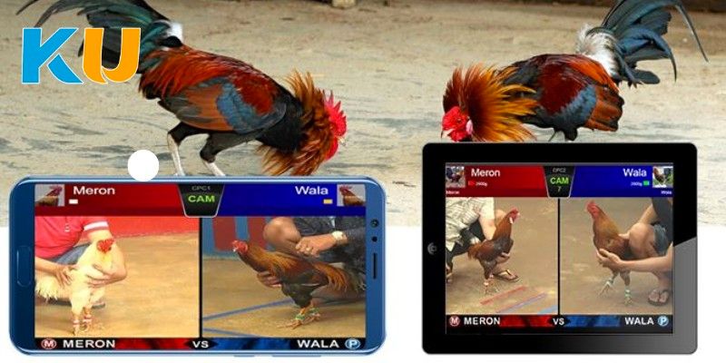 Thiên đường của những chú gà tại thế giới đổi thưởng Kubet 